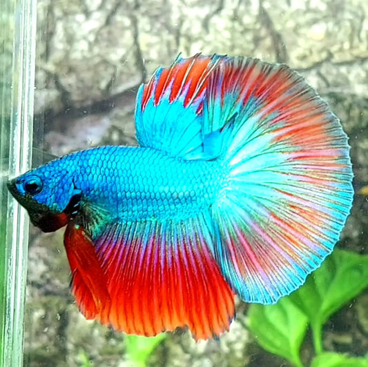 Turquoise Red Halfmoon Male