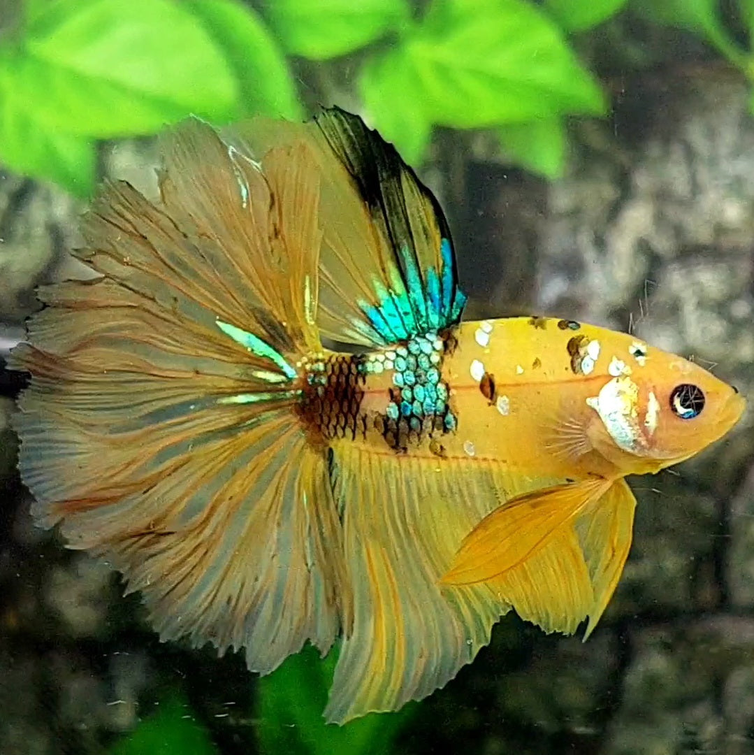 Yellow Tiger Galaxy Rosetail Halfmoon Male