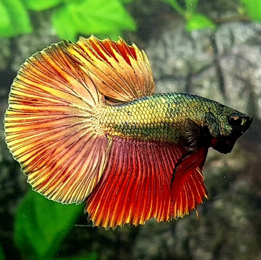 Copper Rose Gold Halfmoon Male