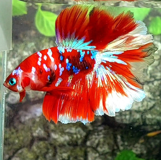 Red Barongsai Galaxy Rosetail Halfmoon Male