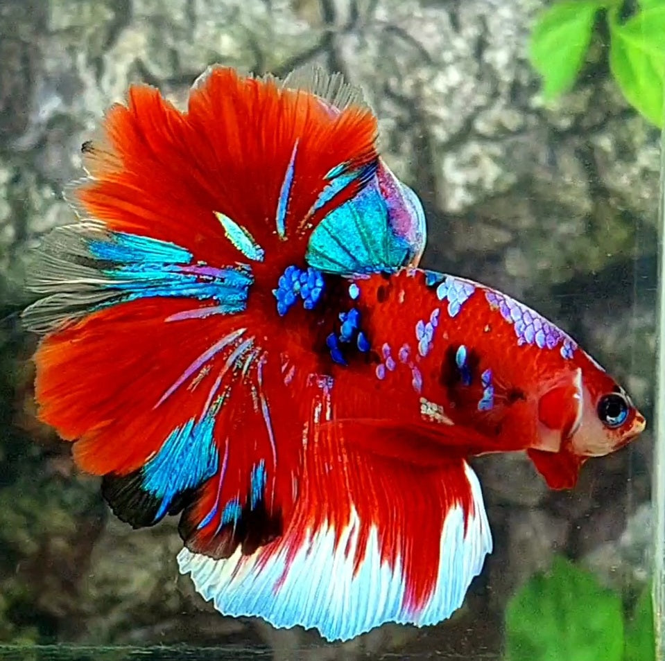 Red Barongsai Galaxy Over Rosetail Halfmoon Male