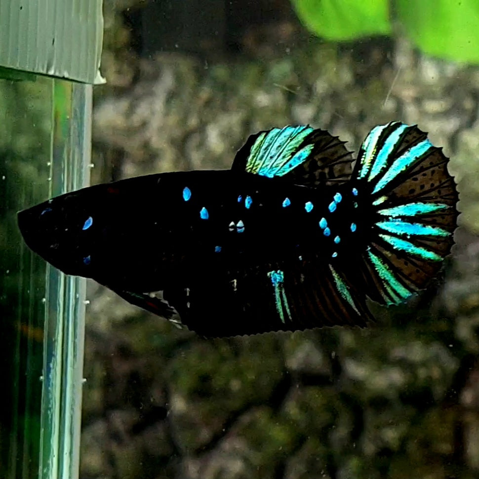 Black Star Galaxy HMPK Female For Sorority / Breed 50% off