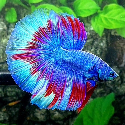 Skyblue Fancy Halfmoon Male