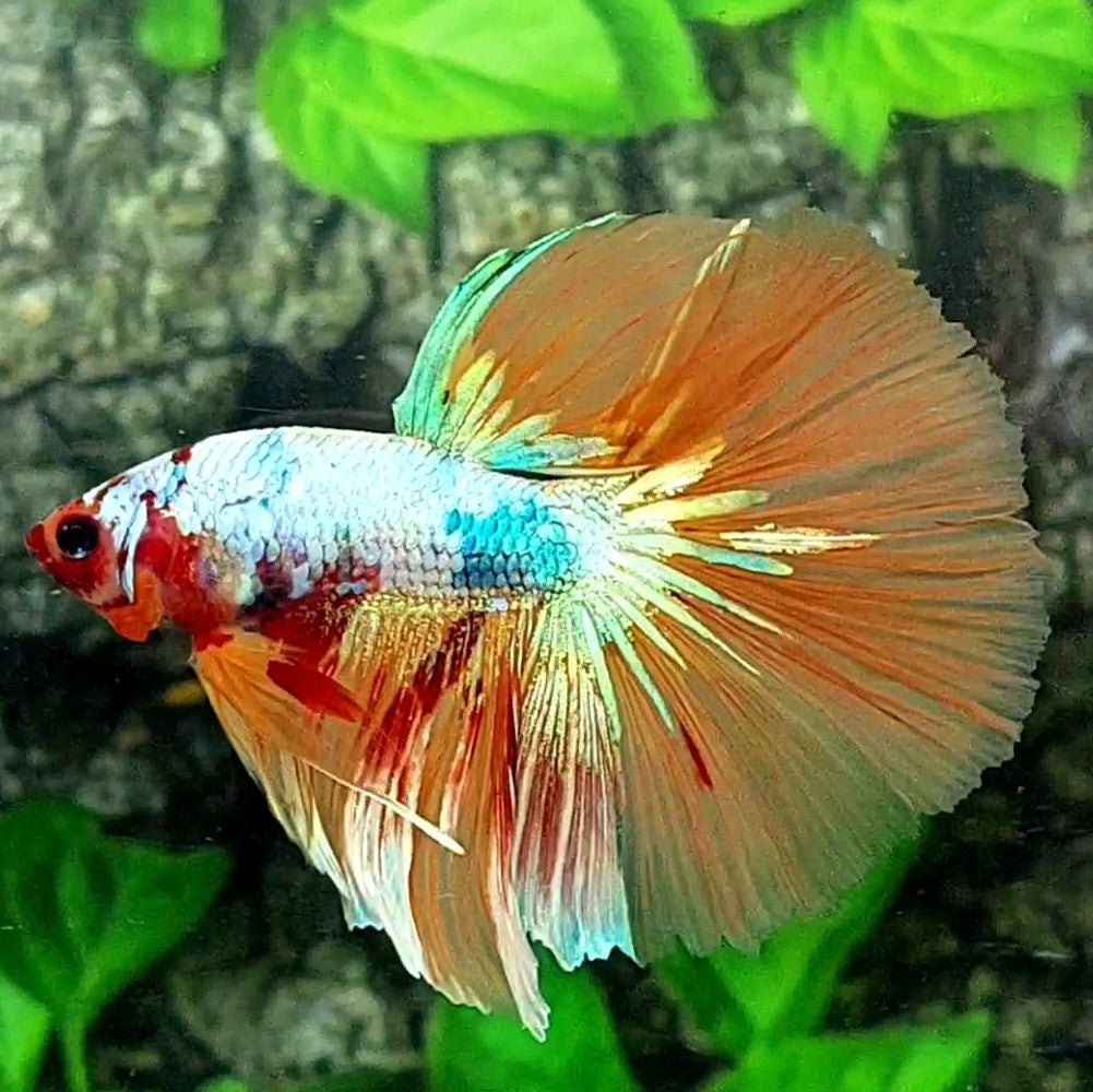 Multicolor Candy Gold Halfmoon Male