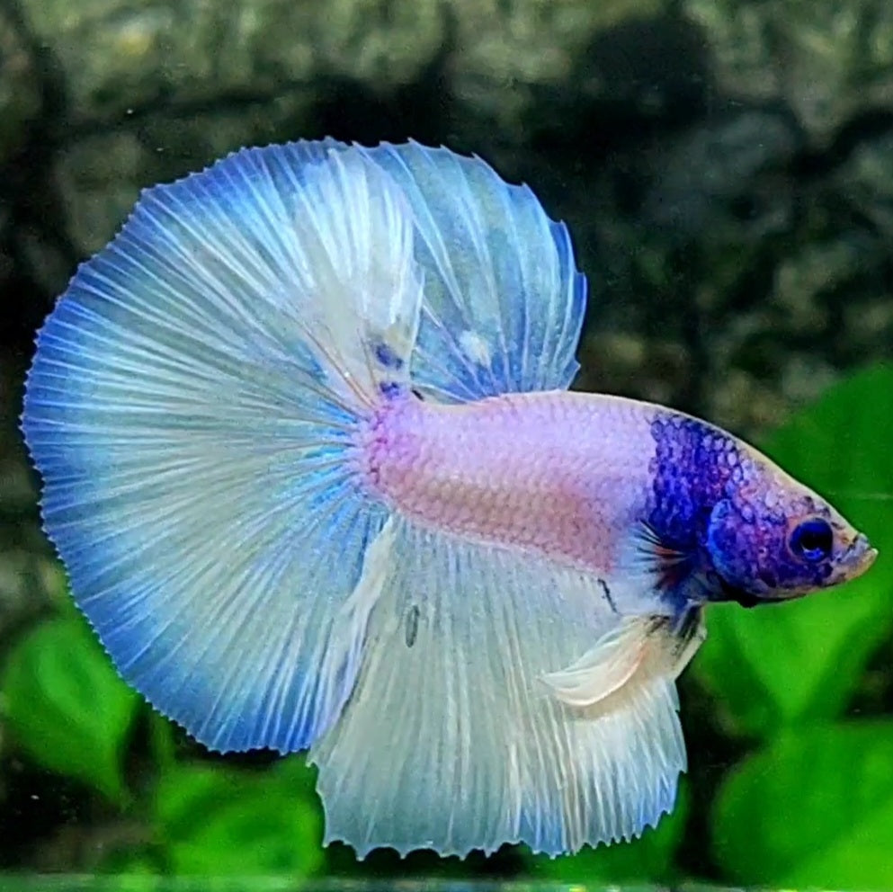 Unicorn Pink Skyblue Halfmoon Male