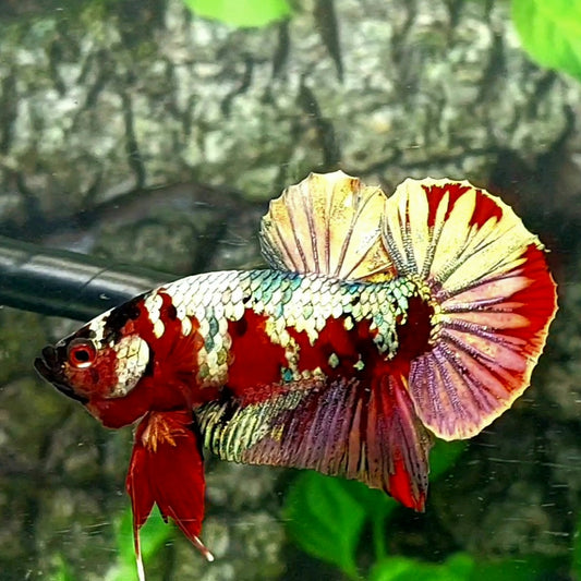 Red Copper Gold Galaxy HMPK Male