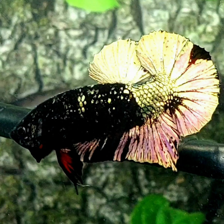 Blackstar Copper Gold Nebula Over HMPK Male