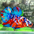 Multicolor Galaxy GIANT HMPK Male