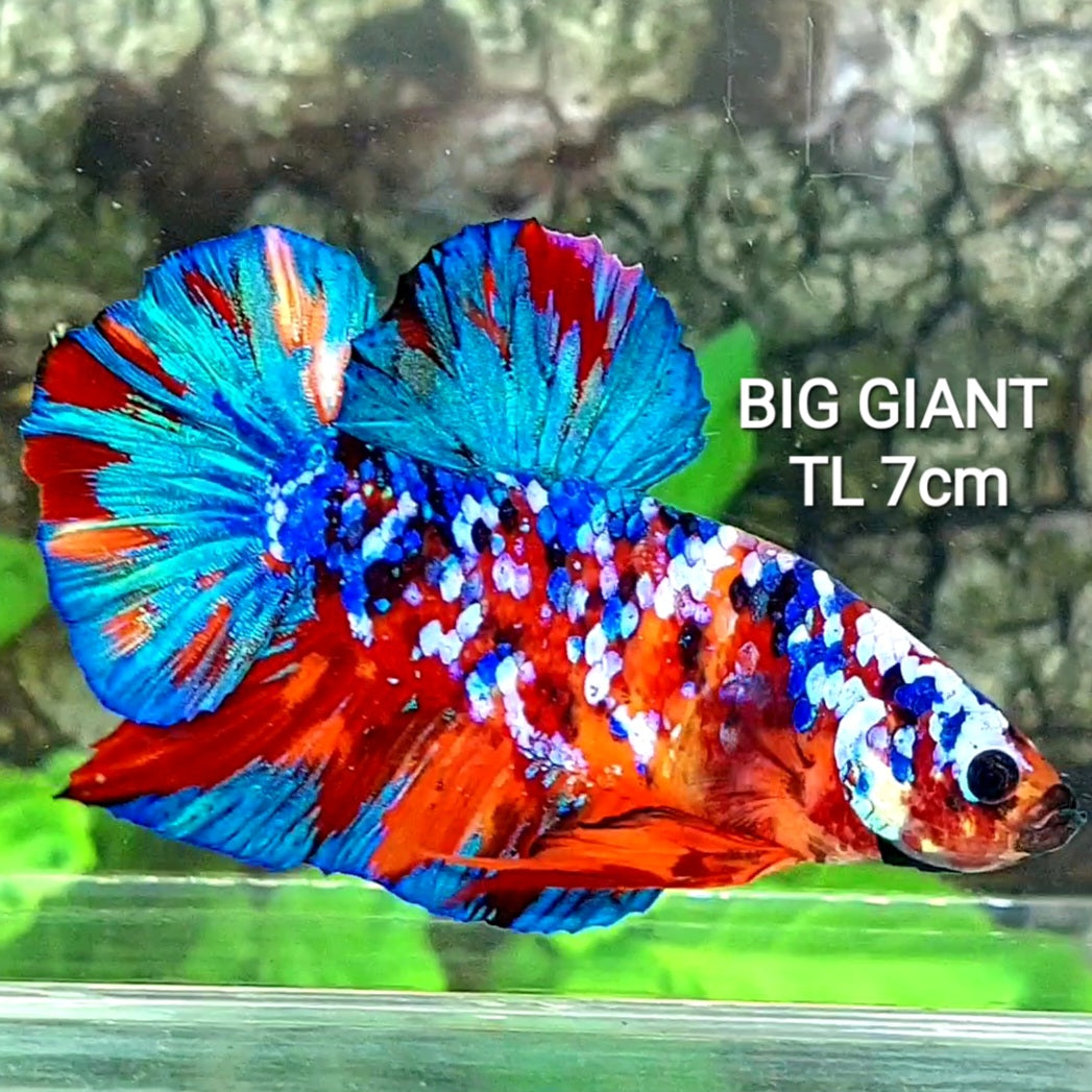 Multicolor Galaxy GIANT HMPK Male