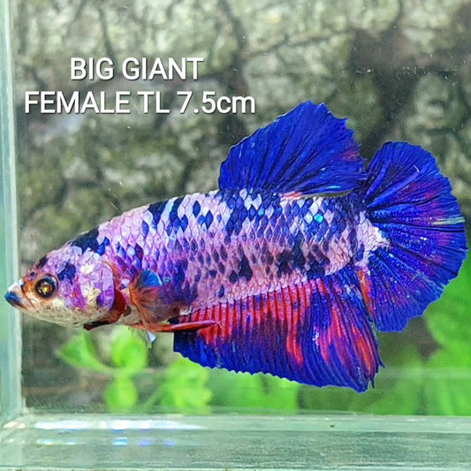 Fancy Pink Blue GIANT HMPK Female Sorority Tank/Breed