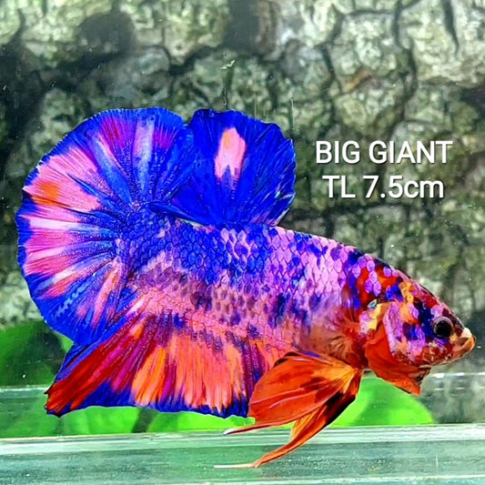 Multicolor Candy GIANT HMPK Male