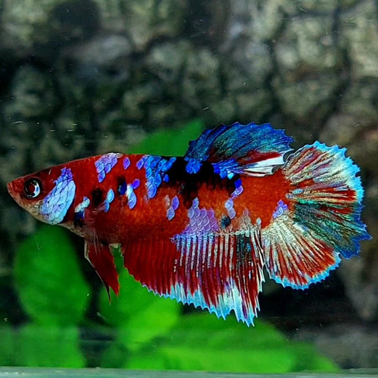 Multicolor Red Galaxy Halfmoon Female For Sorority / Breed