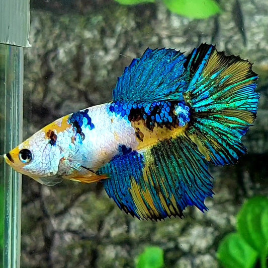 Yellow Koi Galaxy Halfmoon Female For Sorority / Breed