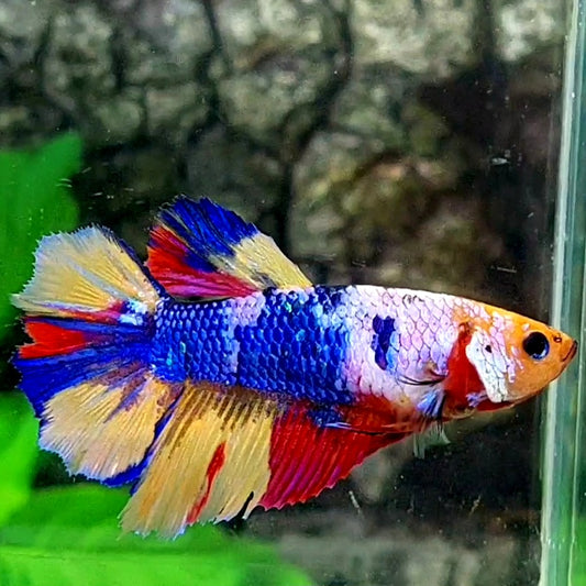 Multicolor Halfmoon Female For Sorority / Breed