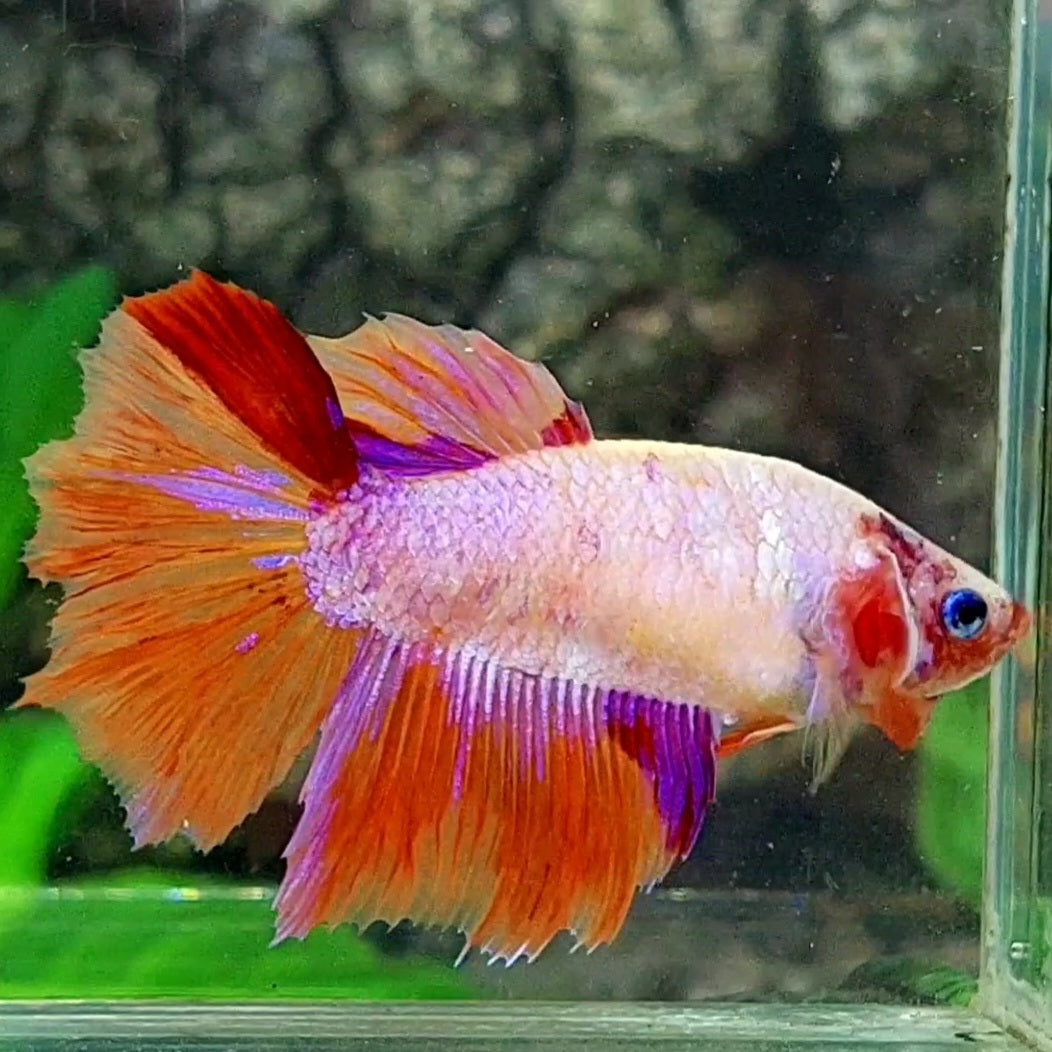 Multicolor Pink Candy Halfmoon Female For Sorority / Breed