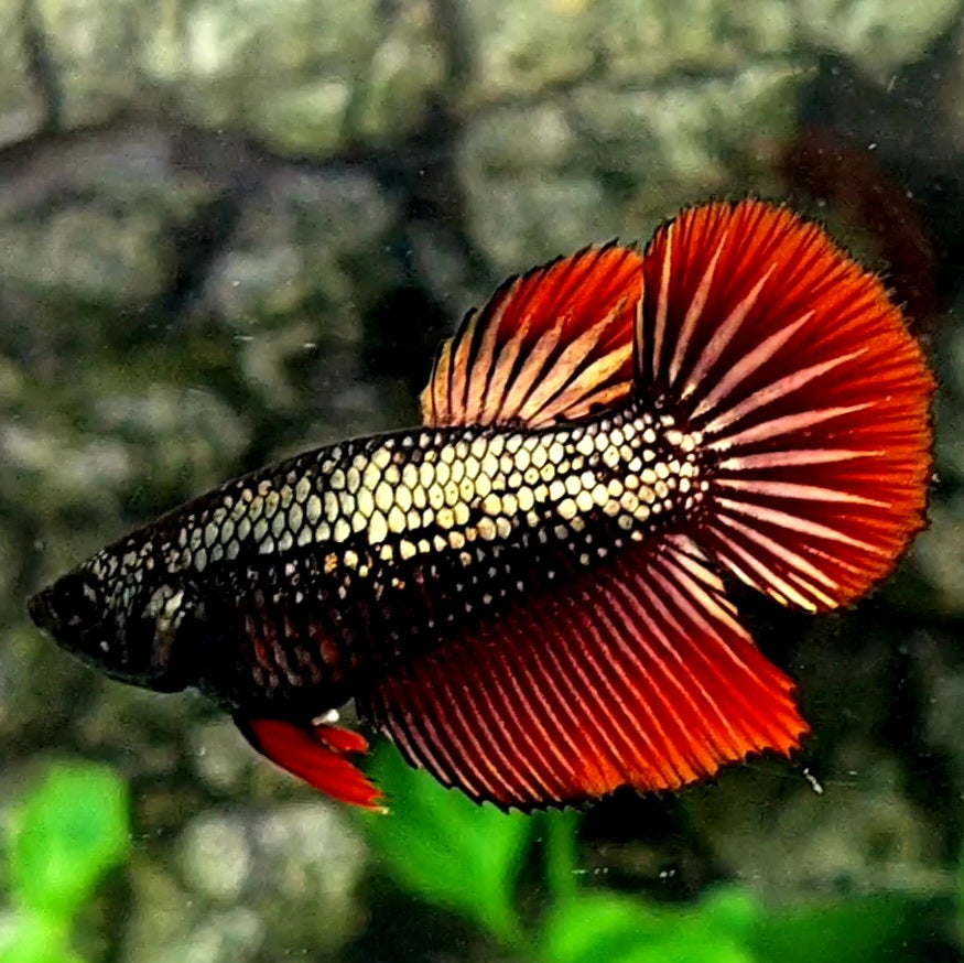 Copper Gold Red Samurai Halfmoon Female For Sorority / Breed