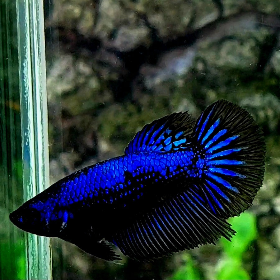 Samurai Blue Black Orchid Halfmoon Female For Sorority / Breed