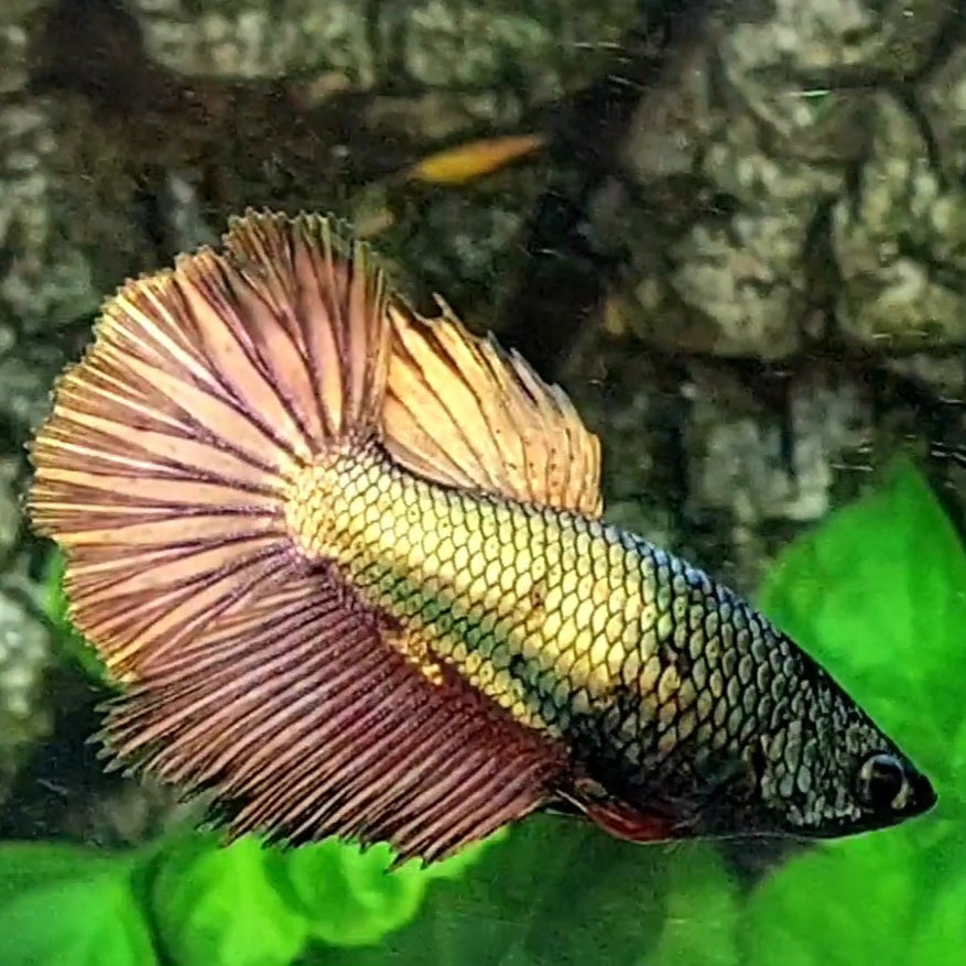 Copper Gold Halfmoon Female For Sorority / Breed