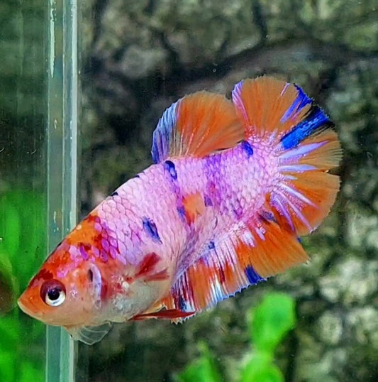 Multicolor Pink Candy HMPK Female For Sorority / Breed