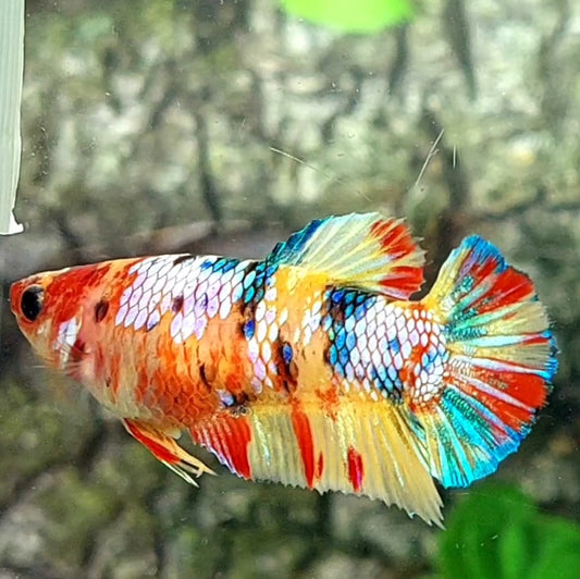 Multicolor Yellowbase Galaxy HMPK Female For Sorority / Breed