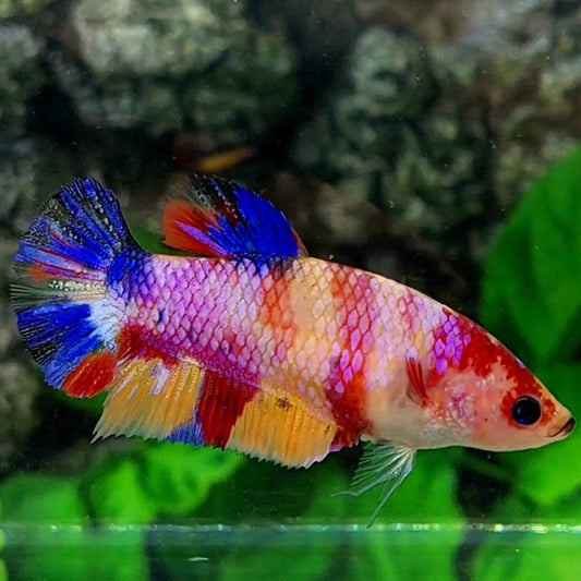 Multicolor Candy HMPK Female For Sorority / Breed