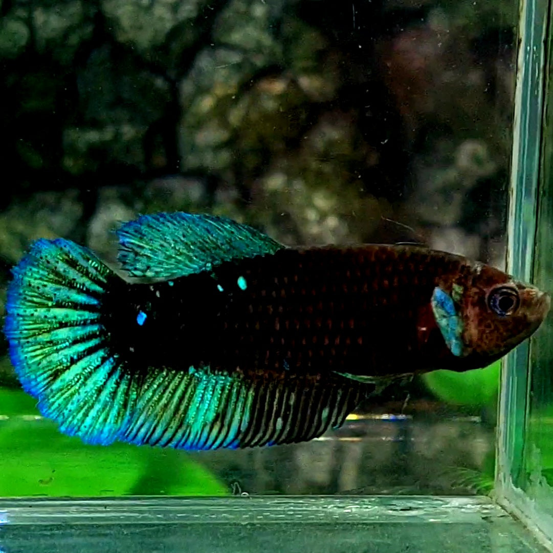 Green Black Star Galaxy HMPK Female For Sorority / Breed