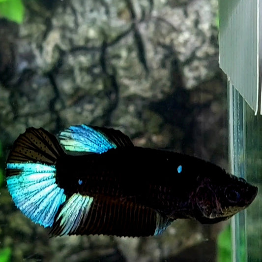 Blue Steel Black Light HMPK Female For Sorority / Breed 50% off