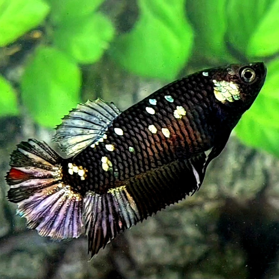 Blackstar Galaxy Copper Purple HMPK Female For Sorority / Breed