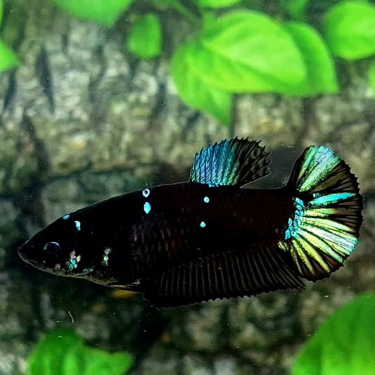 Blackstar Galaxy HMPK Female For Sorority / Breed 50% off