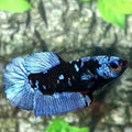 Avatar Grey HMPK Female For Sorority / Breed