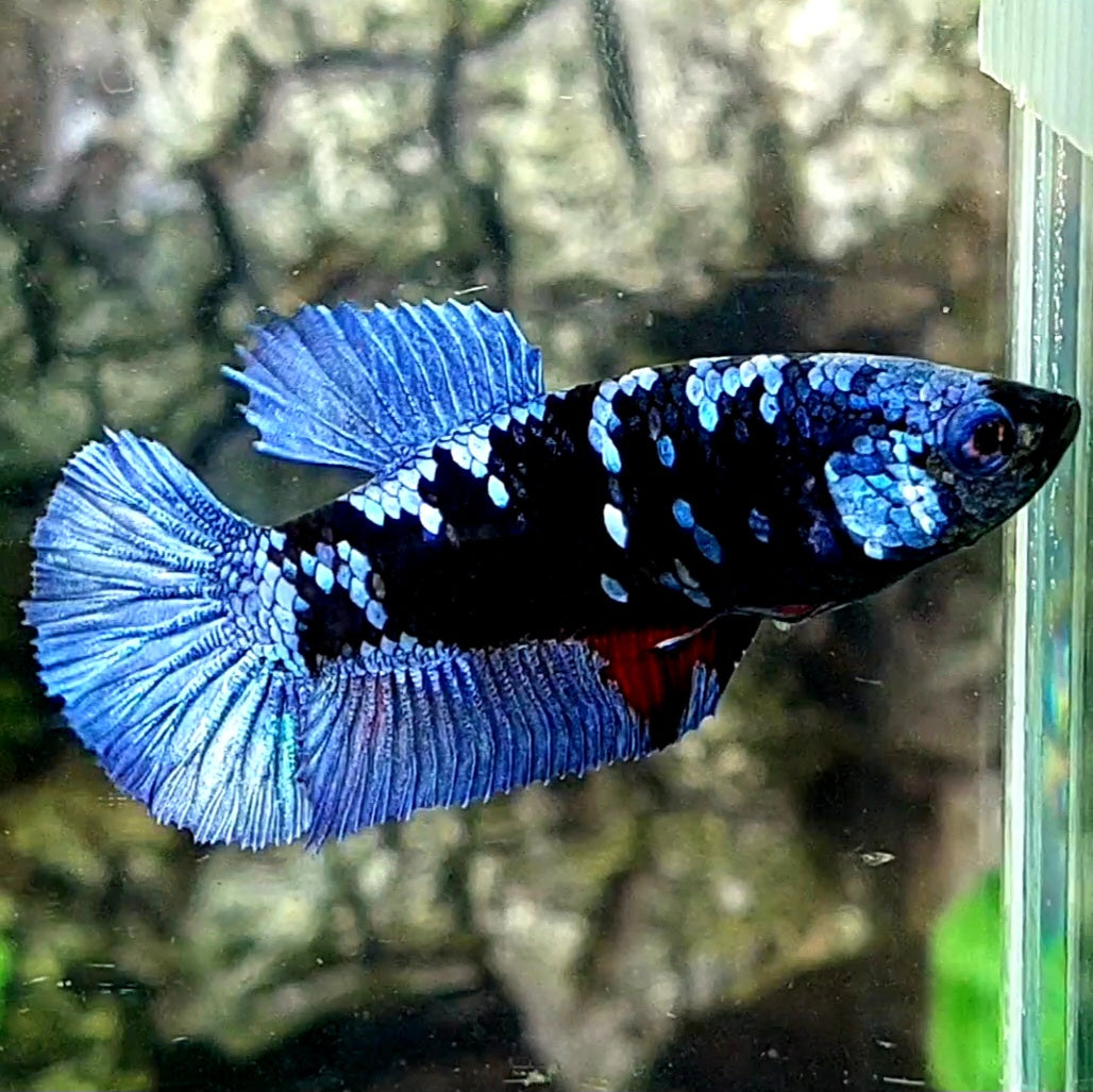 Avatar Grey HMPK Female For Sorority / Breed