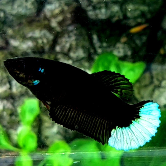 Black Light Steel Blue Tail HMPK Female For Sorority / Breed 50 off