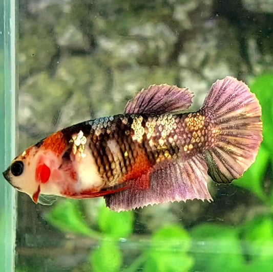 Koi Copper Purple Gold Galaxy HMPK Female For Sorority / Breed