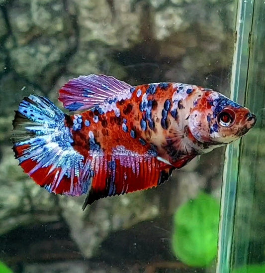 Red Koi Tiger Galaxy HMPK Female For Sorority / Breed