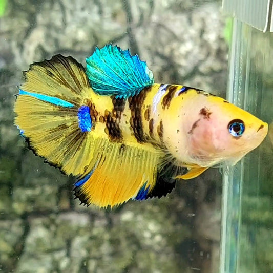 Yellow Koi Tiger Halfmoon Female For Sorority / Breed