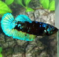 Avatar HMPK Female For Sorority / Breed
