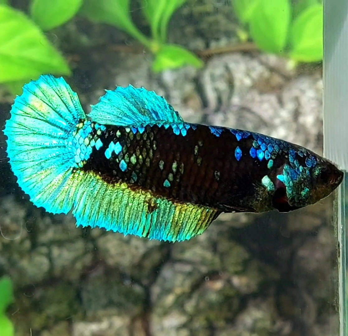 Avatar HMPK Female For Sorority / Breed