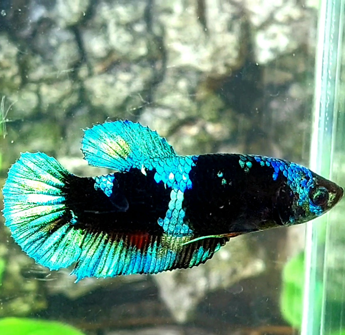 Avatar HMPK Female For Sorority / Breed