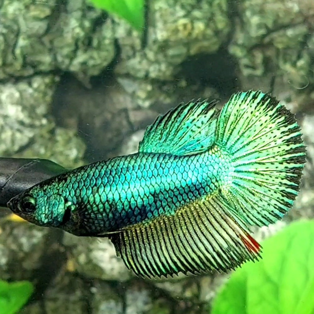 Green Turquoise Halfmoon Female For Sorority / Breed