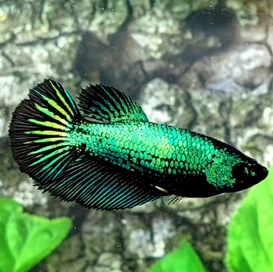 Green Black Orchid Halfmoon Female For Sorority / Breed