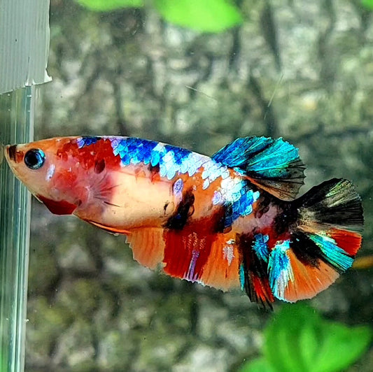 Multicolor Galaxy HMPK Female For Sorority / Breed 50% off