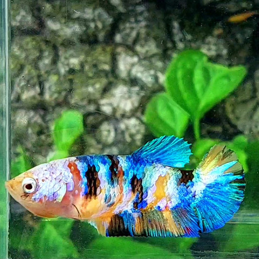 Multicolor Yellowbase Galaxy HMPK Female For Sorority / Breed