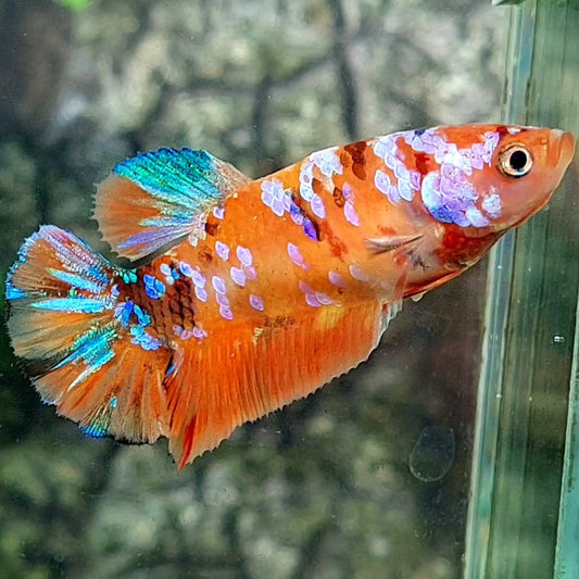 Multicolor Orange Pink Galaxy HMPK Female For Sorority / Breed