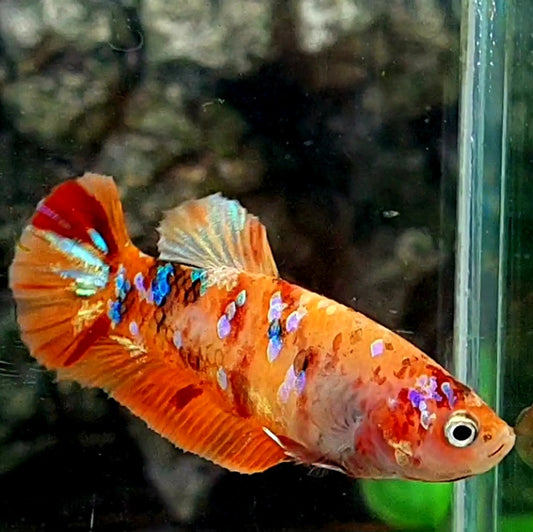 Multicolor Orange Galaxy HMPK Female For Sorority / Breed 50% off