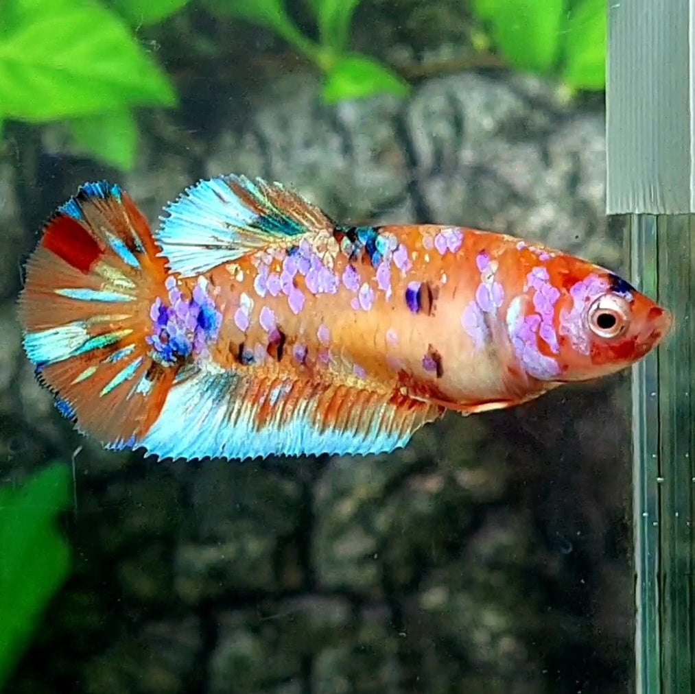 Multicolor Candy Pink Purple Galaxy HMPK Female For Sorority / Breed 50% off