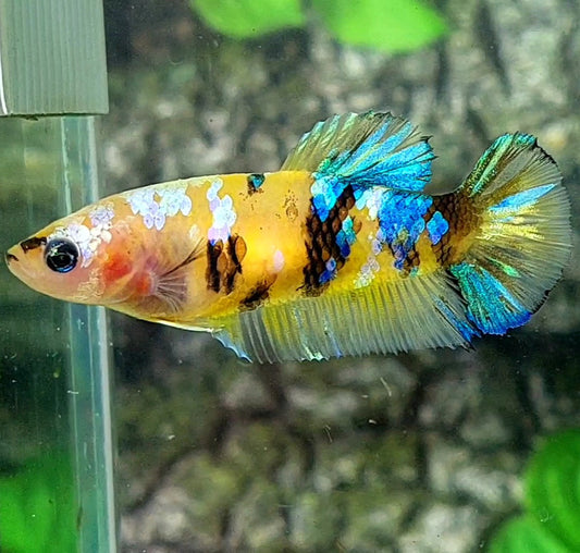 Yellow Koi Blue Tiger Galaxy HMPK Female For Sorority / Breed