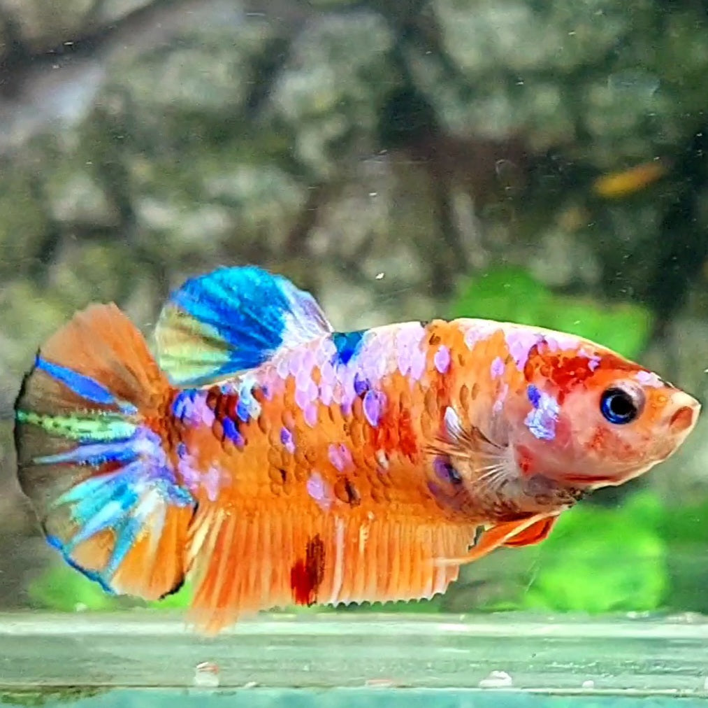 Multicolor Orange Pink Galaxy HMPK Female For Sorority / Breed