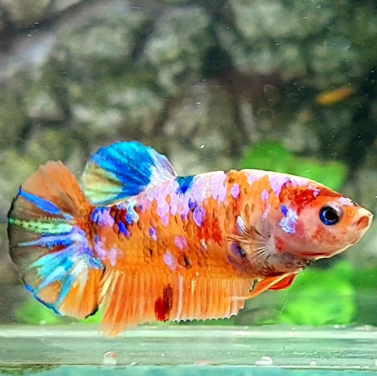 Multicolor Orange Pink Galaxy HMPK Female For Sorority / Breed