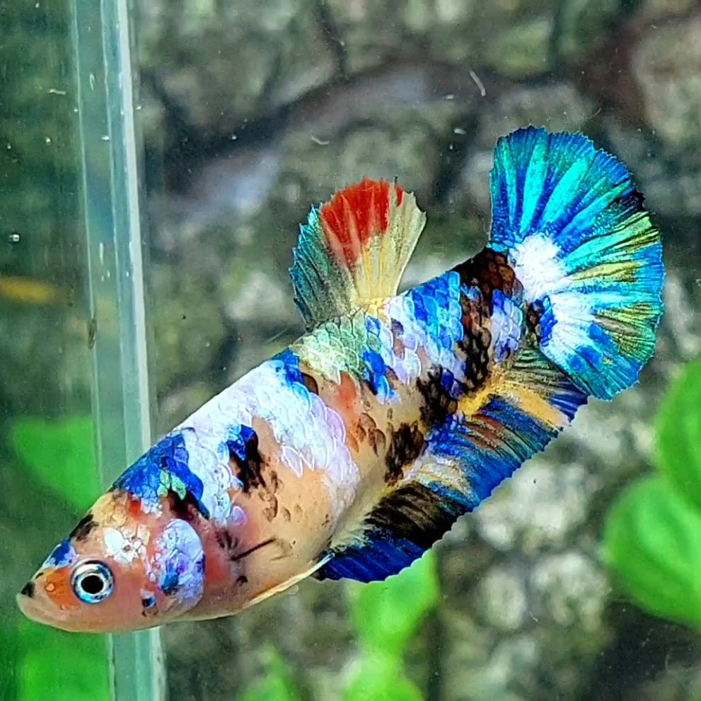 Multicolor Galaxy HMPK Female For Sorority / Breed