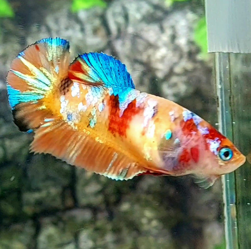 Multicolor Candy Galaxy HMPK Female For Sorority / Breed